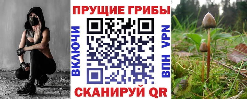 где продают   Рязань  Псилоцибиновые грибы GOLDEN TEACHER 